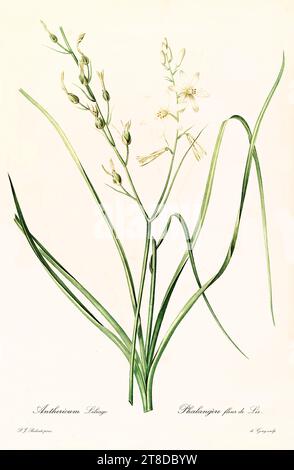 Vecchia illustrazione di St. Bernard's Lily (Anthericum lililiago). Les Liliacées, di P. J. Redouté. Imp. Didot Jeune, Parigi, 1805 - 1816 Foto Stock