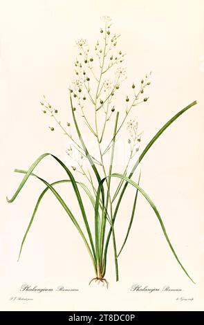 Vecchia illustrazione della ramificata St Bernard's Lily (Anthericum ramosum). Les Liliacées, di P. J. Redouté. Imp. Didot Jeune, Parigi, 1805 - 1816 Foto Stock