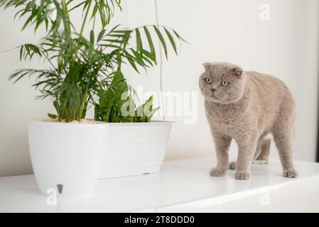 Gatto britannico seduto vicino a una serie di piante da casa in vaso verde Foto Stock