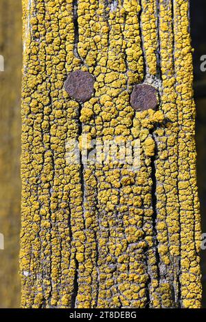 Candelariella vitellina, un lichene d'uovo che cresce su legname in Finlandia Foto Stock