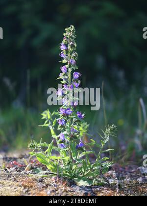 Viper's Bugloss, Echium vulgare, noto anche come Blue Devil o Blueweed, pianta fiorita selvaggia dalla Finlandia Foto Stock