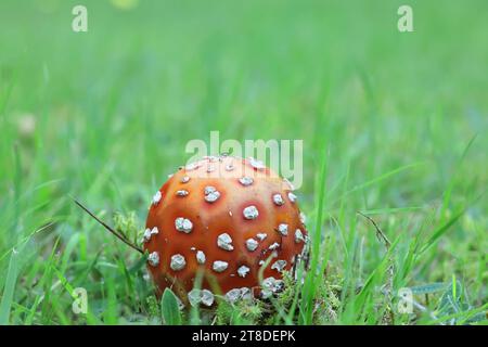 Amanita muscaria, comunemente nota come Fly agaric o Fly amanita, fungo velenoso dalla Finlandia Foto Stock