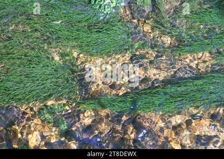 Fontinalis dalecarlica, comunemente noto come muschio di fontana, muschio di ruscello o muschio d'acqua, fotografato in un torrente forestale in Finlandia Foto Stock