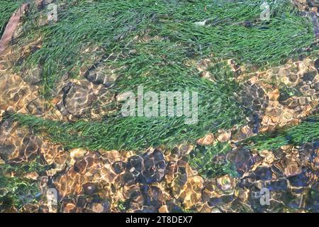 Fontinalis dalecarlica, comunemente noto come muschio di fontana, muschio di ruscello o muschio d'acqua, fotografato in un torrente forestale in Finlandia Foto Stock