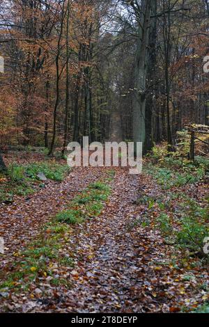 Uckermark GER, Deutschland, 20231119, Herbst in der Uckermark, *** Uckermark GER, Germania. , . Autumn in the Uckermark, Credit: Imago/Alamy Live News Foto Stock