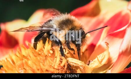 Un maschio autunnale Common Eastern Bumble Bee (Bombus impatiens) che si nutre di un fiore di Dahlia. Long Island, New York, USA Foto Stock