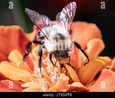 Vista frontale di un maschio autunnale Common Eastern Bumble Bee (Bombus impatiens) che si nutre di un fiore di calendula. Long Island, New York, USA Foto Stock