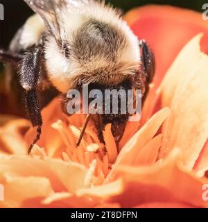 Primo piano di una femmina Queen Common Eastern Bumble Bee Bombus Impatiens che si nutre di un fiore di calendula. Long Island, New York, USA Foto Stock