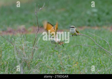 Uccello verde mangiatore di api Foto Stock