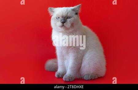Gattino scozzese arrabbiato seduto su uno sfondo rosso. Foto Stock