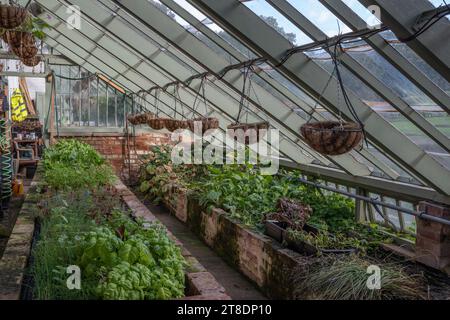 Vista interna di un lungo e alto-magra a serra in il giardino murato, Delapre Abbey, Northampton, Regno Unito Foto Stock