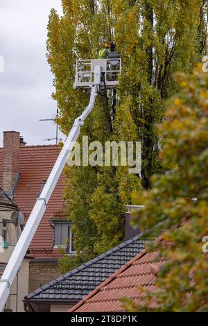 Baumpflegearbeiten a Stoccarda-Ovest. MIT einer Hubarbeitsbühne werden Äste einer Pappel entfernt. // 15.11.2023: Stoccarda, Baden-Württemberg, Deutschland, Europa *** i lavori di manutenzione degli alberi a Stoccarda Ovest vengono rimossi da un pioppo utilizzando una piattaforma aerea 15 11 2023 Stoccarda, Baden Württemberg, Germania, Europa credito: Imago/Alamy Live News Foto Stock