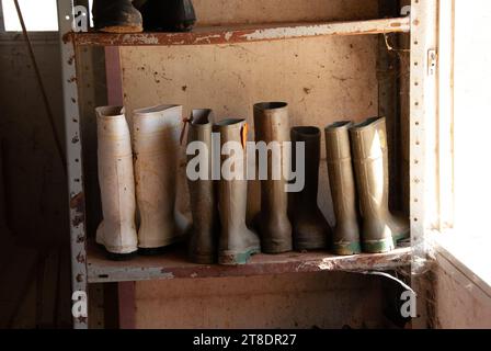 Gli stivali in gomma a gamba alta indossati dagli allevatori di latte in un fienile di mungitura sono conservati su uno scaffale metallico all'interno della creamery. Foto Stock