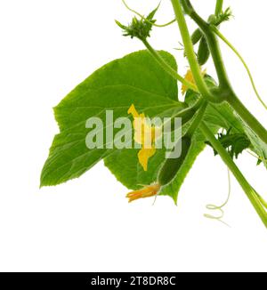 Cetrioli in fiore, isolati su sfondo bianco. Fiore di cetriolo. Cetrioli giovani (cetriolini). Foto Stock