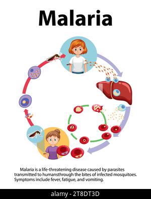 Infografica illustrata che illustra le fasi della trasmissione dei parassiti della malaria Illustrazione Vettoriale