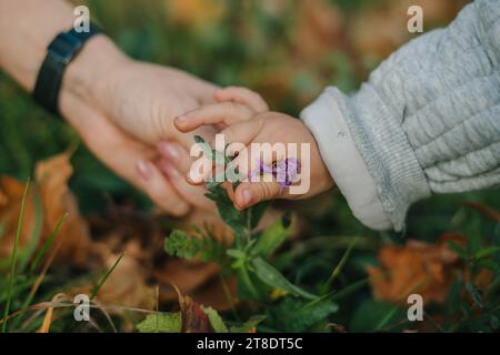 Vista ravvicinata delle mani di un bambino e di una madre che raccolgono fiori selvatici. Cammina nel prato. Le mani femminili raggiungono il fiore. Foto Stock