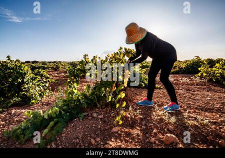 Donna che vende nei vigneti dell'Alhambra Foto Stock