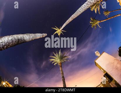 Palme monumentali a Villajoyosa Foto Stock