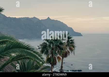 Scogliere e palme nel nord di Tenerife Foto Stock