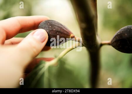 Donna che raccoglie fichi in fattorie biologiche. Foto Stock