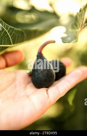 Donna che raccoglie fichi in fattorie biologiche. Foto Stock