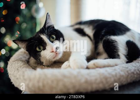 Primo piano di un gatto bianco e nero appoggiato sul letto di un gatto di fronte al CH Foto Stock