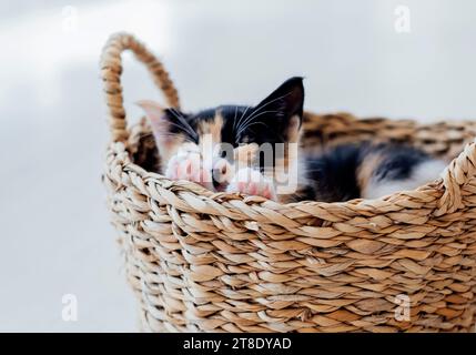 Il piccolo gattino tricolore dorme comodamente in un cestino di vimini sul pavimento Foto Stock