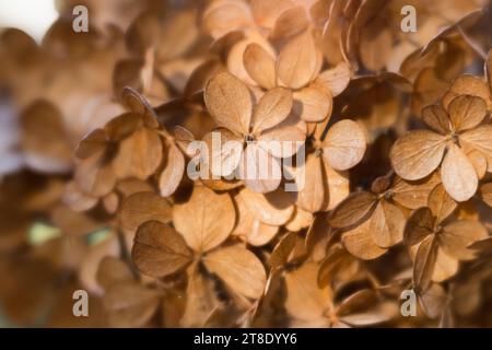 Primo piano / macro di petali di ortensia marrone essiccati. Foto Stock