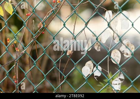 La pianta in decomposizione lascia la tessitura attraverso la recinzione delle chainlink Foto Stock