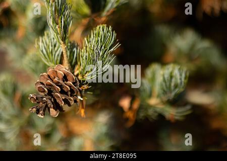 Immagine macro di pinecone su ramo sempreverde Foto Stock