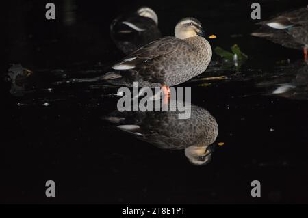 Duck Dive Delights: A Hundred Stories Below "The Liquid Quack Quotient" "Duck Harbor Chronicles" "Wetland Whimsies: A Century of Duckish Dreams" Foto Stock