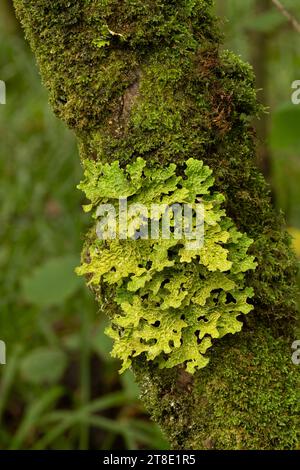 Lobaria pulmonaria. The Dizzard, Cornovaglia, Regno Unito. Foresta pluviale temperata. Foto Stock