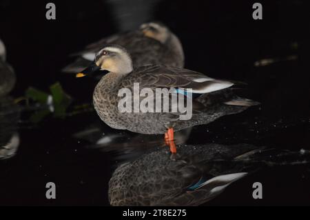 Le anatre d'acqua sono nuotatori altamente esperti, grazie ai loro piedi zigrinati, perfettamente adattati per navigare attraverso vari corpi idrici, come ad esempio Foto Stock