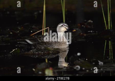 Le anatre d'acqua sono nuotatori altamente esperti, grazie ai loro piedi zigrinati, perfettamente adattati per navigare attraverso vari corpi idrici, come ad esempio Foto Stock