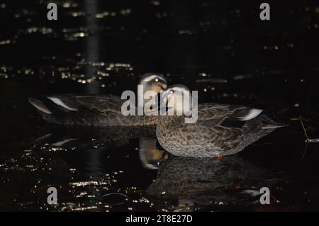 Le anatre d'acqua sono nuotatori altamente esperti, grazie ai loro piedi zigrinati, perfettamente adattati per navigare attraverso vari corpi idrici, come ad esempio Foto Stock