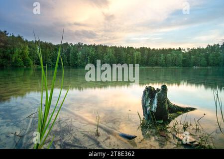 Un ceppo di alberi maledetti si trova nel mezzo di un tranquillo specchio d'acqua, circondato da alte canne Foto Stock