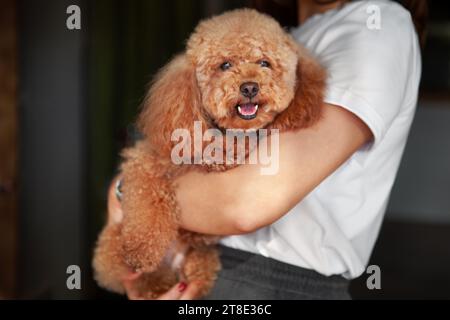 Donna che tiene in braccio PET Puppy Dog. Il piccolo barboncino tra le braccia del proprietario guarda nella macchina fotografica. Foto Stock