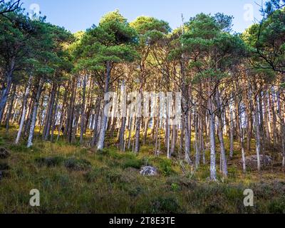 Scots Pine, Pinus sylvestris, resti della pineta di Caledonia sulle pendici di Beinn Damh, Torridon, Scozia, Regno Unito. Foto Stock