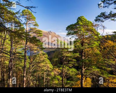 Scots Pine, Pinus sylvestris, resti della foresta di pini caledoniani sulle pendici di Beinn Damh, Torridon, Scozia, Regno Unito guardando verso Liathach. Foto Stock