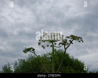Angelica (Archangelica officinalis) inflorescenza su un prato umido di erba alta. Angel (Archangel Michael) ha indicato le proprietà medicinali della pianta Foto Stock