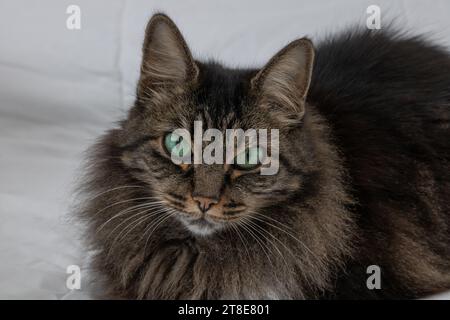 Foto orizzontale in primo piano, gatto, femmina, capelli scuri lunghi, con occhi verdi. In un letto bianco. Foto Stock