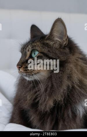 Foto verticale in primo piano, gatto, femmina, capelli scuri lunghi, con occhi verdi. In un letto bianco. Foto Stock