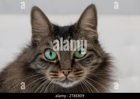 Grande foto di primo piano orizzontale, gatto capelli lunghi scuri femmina, con occhi verdi. In un letto bianco. Foto Stock