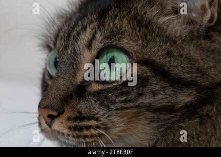 Foto del viso orizzontale, gatto, femmina, capelli scuri lunghi, con occhi verdi. In un letto bianco. Foto Stock