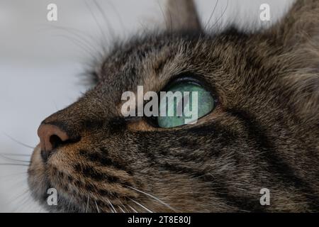 Foto del viso orizzontale, gatto, femmina, capelli scuri lunghi, con occhi verdi. In un letto bianco. Foto Stock