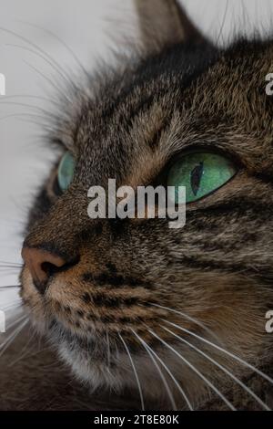 Foto del viso verticale, gatto, femmina, capelli scuri lunghi, con occhi verdi. In un letto bianco. Foto Stock