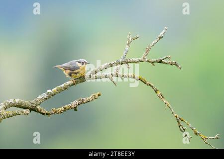 Un Nuthatch eurasiatico seduto su un albero, nuvoloso mattino d'estate Foto Stock