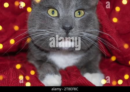 Cat. Natale Il piccolo gattino grigio è in maglia a quadri, le luci di Natale bokeh. Decorazioni natalizie. Kitty si prepara alla celebrazione. Divertente animale domestico contro R. Foto Stock