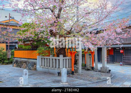 Kyoto, Giappone - 6 aprile 2023: Santuario Tatsumi Daimyojin situato vicino al ponte bashi Tatsumu nel distretto di Gion Foto Stock