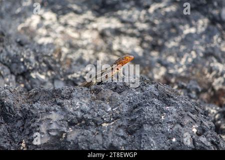 Una Lava-Lizard di Santa Fe sulle rocce a Puerto Villamil, Isla Isabel, Galapagos, Equador Foto Stock